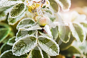 Berries and leaves of wild rose in the ice crystals