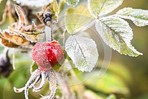 Berries and leaves of wild rose in the ice crystals