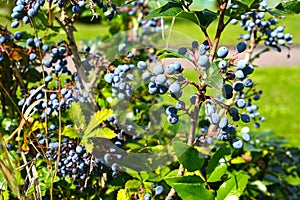 The berries of mahonia holly Mahonia aquifolium Pursh Nutt photo