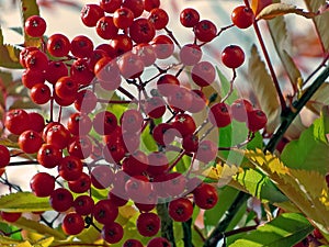 Berries of mountain on the bush. Tundra berries