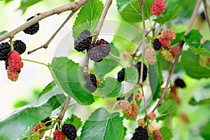 Berries Mulberry black, red and green on the branches of trees