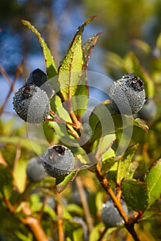 Berries of myrtle