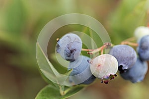 Berries of a northern highbush blueberry Vaccinium corymbosum