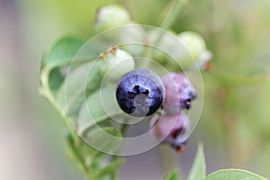 Berries of a northern highbush blueberry Vaccinium corymbosum