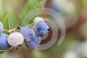 Berries of a northern highbush blueberry Vaccinium corymbosum