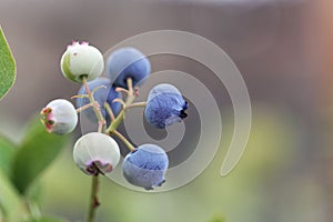 Berries of a northern highbush blueberry Vaccinium corymbosum