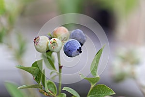 Berries of a northern highbush blueberry Vaccinium corymbosum