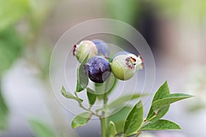 Berries of a northern highbush blueberry Vaccinium corymbosum