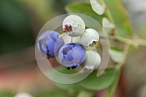 Berries of a northern highbush blueberry Vaccinium corymbosum