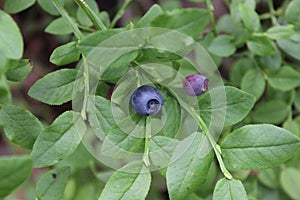 Blueberries on a bush
