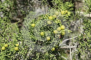 Berries of Phoenicean juniper or Arar photo