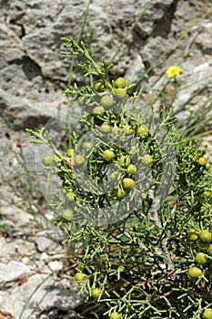 Berries of Phoenicean juniper or Arar photo