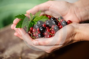 Berries picking