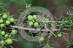 Berries of a prickly juniper
