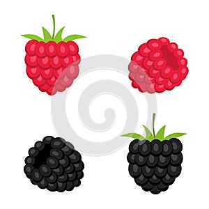 Berries of raspberry and blackberry.