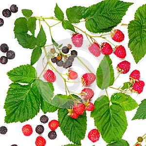 Berries of raspberry and blackberry isolated on white background