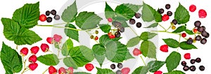 Berries of raspberry and blackberry isolated on white background. Bright background. Wide photo