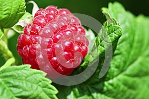 Berries a raspberry on a branch