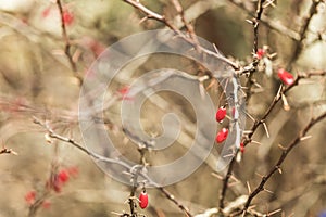 Berries of red barberry in winter on a branch..Berberis vulgaris on a bush in the autumn forest, medicinal plant..macro