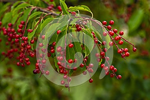 berries red bird-cherry tree Branch of a ripe green leaf bitter black fruit Prunus serotina hagberry, Mayday tree blurry green