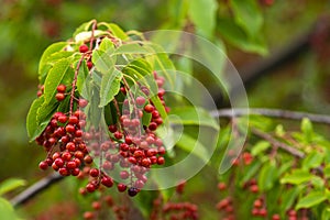 berries red bird-cherry tree Branch of a ripe green leaf bitter black fruit Prunus serotina hagberry, Mayday tree blurry green