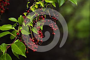 berries red bird-cherry tree Branch of a ripe green leaf bitter black fruit Prunus serotina hagberry, Mayday tree blurry green