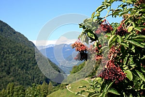 Berries of the red elderberry, Italian Dolomites photo