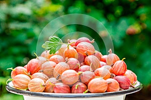 Berries of a red gooseberry on blurred green background