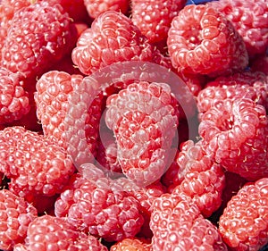 Berries of red large-fruited raspberries close-up
