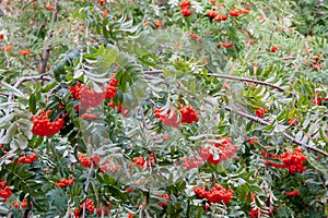 Berries of a red mountain ash