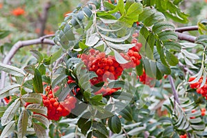 Berries of a red mountain ash