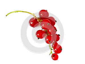 Berries of red viburnum isolated