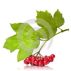 Berries of red Viburnum with leaves