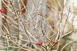 Berries of red viburnum in winter Latin name Viburnum opulus is a species of flowering plant of the Adoxaceae family