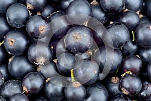 Berries of ripe black currant as a background
