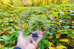 Berries ripe wild blackberries collected in the autumn forest li