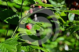 Berries of ripe wild raspberries in the garden on a background of green leaves. Selective focus horizontal photo