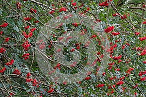 Berries of Rowan or Mountain-ash