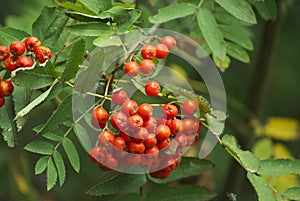 Berries on a rowan tree photo
