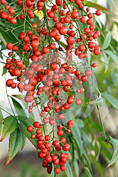 Berries of Sacred bamboo