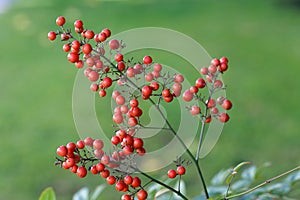 Berries of Sacred bamboo