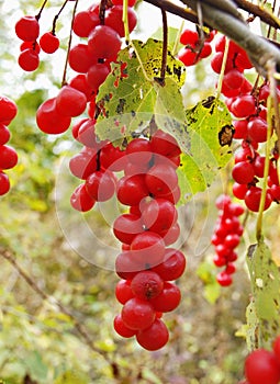 Berries of Schisandra chinensis