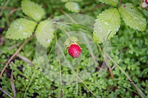 Berries in Serra da Tronqueira in Nordeste on the island of Sao Miguel, Portugal photo