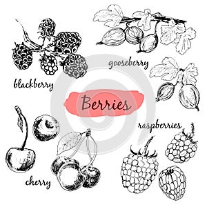 Berries. Set of illustrations
