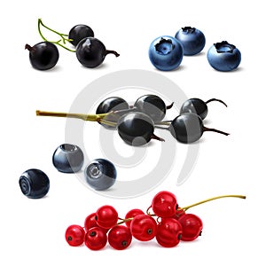 Berries set, realistic illustration. Currants, blueberries, bog whortleberry