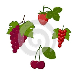 berries set vector illustration isolated on white background