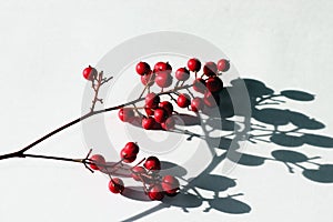 Berries and shadows