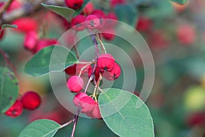 Berries of a showy cotoneaster, Cotoneaster multiflorus