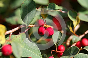 Berries of a showy cotoneaster, Cotoneaster multiflorus