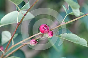 Berries of a snowy Mespilus, Amelanchier ovalis